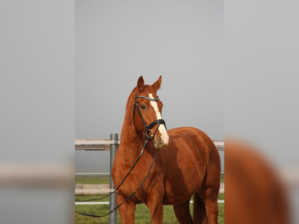 Hanoverian Mare 3 years 16,1 hh Chestnut-Red in Straßwalchen