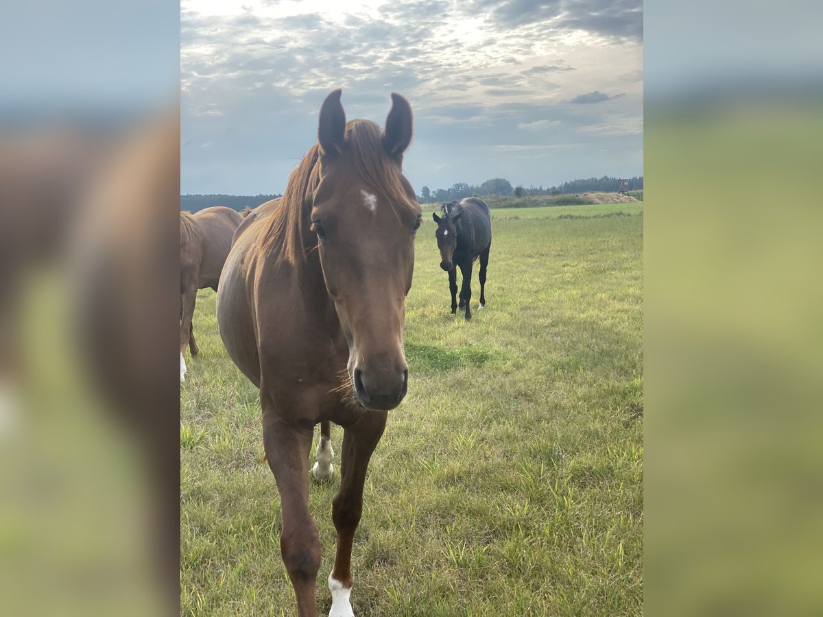 Hanoverian Mare 3 years 16,1 hh Chestnut-Red in Tespe