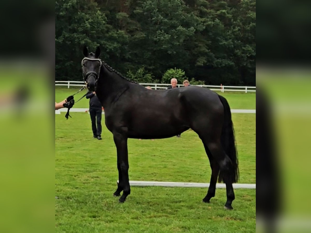 Hanoverian Mare 3 years 16,2 hh Black in Basdahl