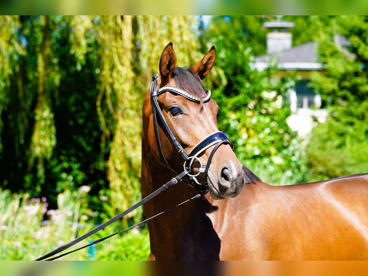 Hanoverian Mare 3 years 16,2 hh Brown in Coesfeld