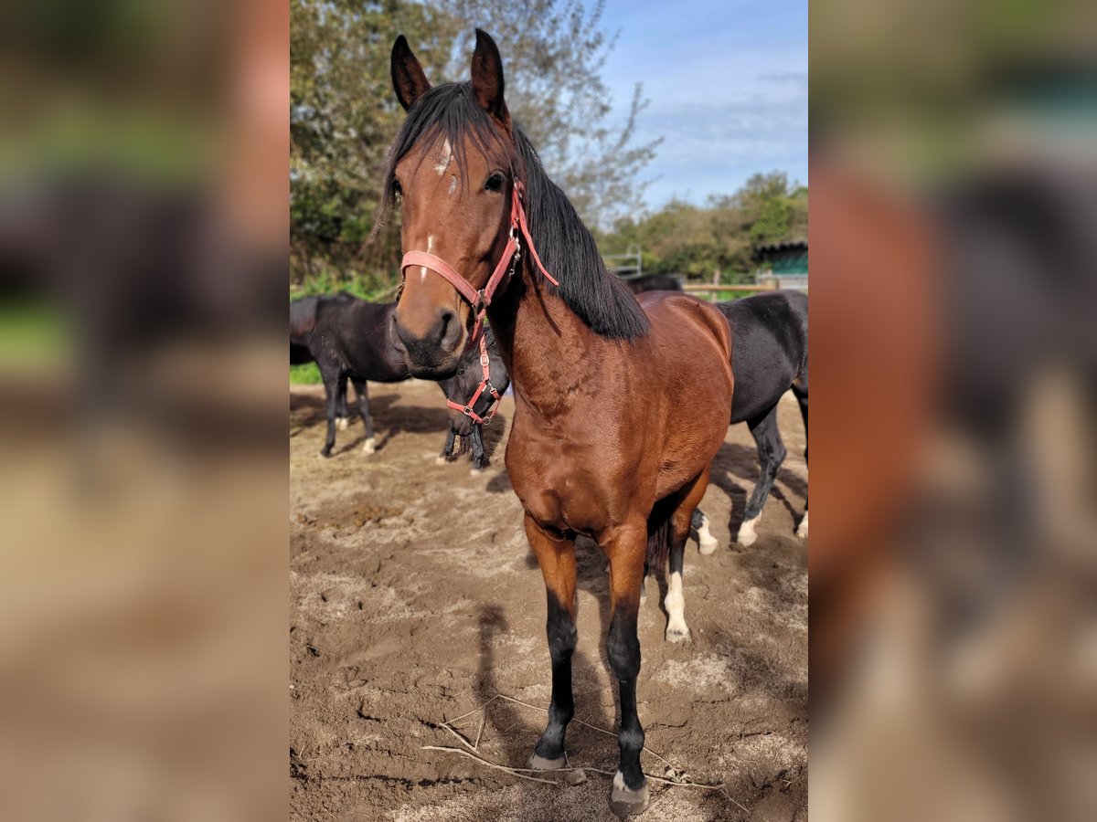 Hanoverian Mare 3 years 16,2 hh Brown in Moers