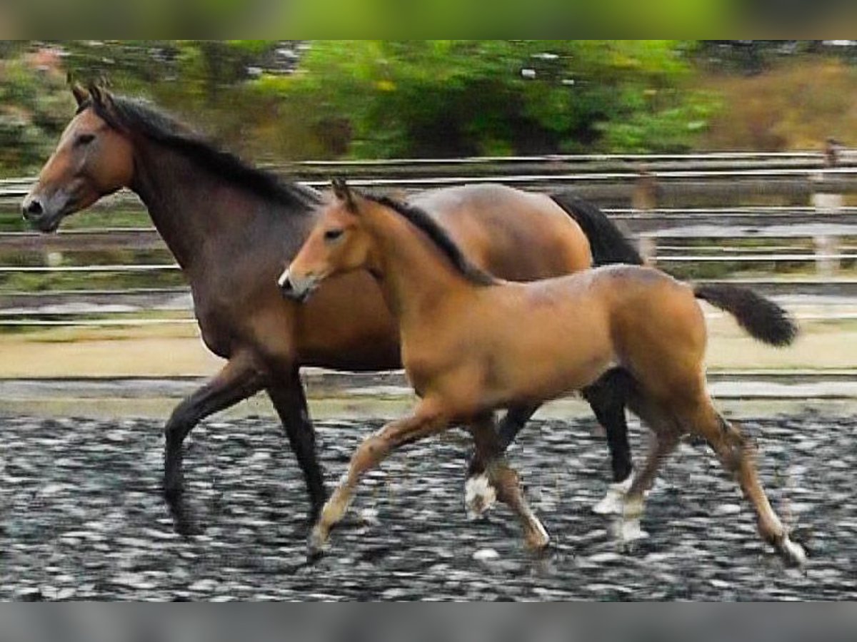 Hanoverian Mare 3 years 16,2 hh Brown in Neu-Eichenberg