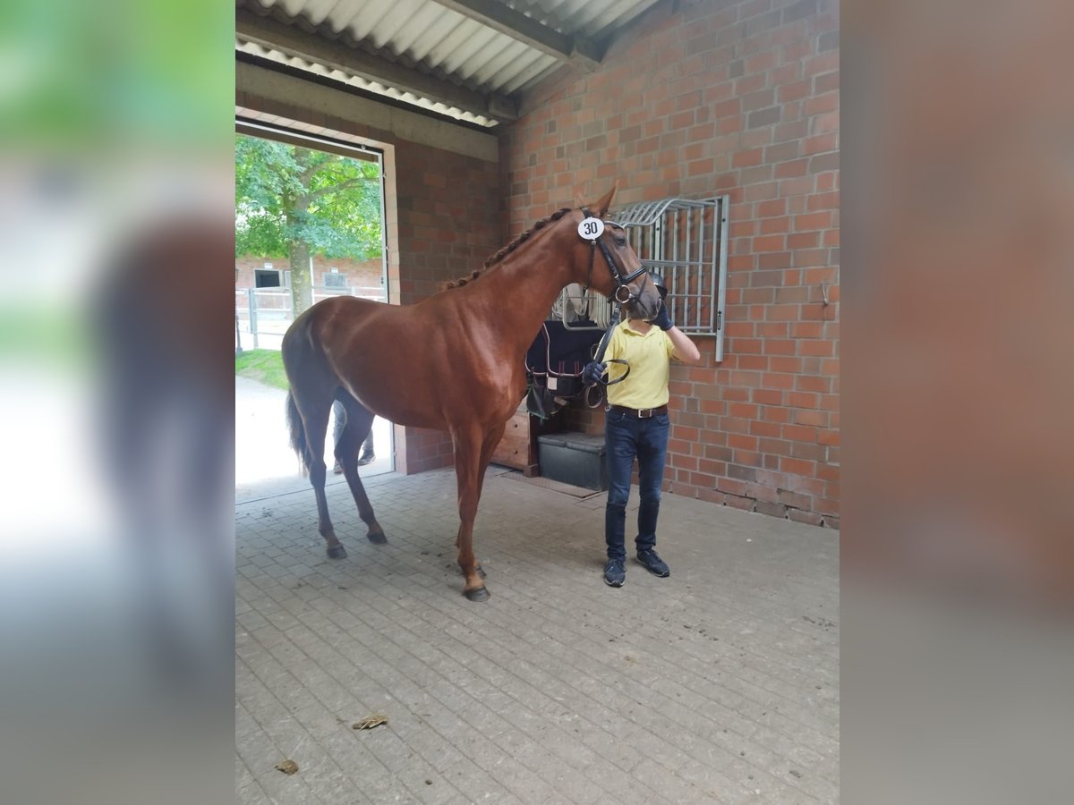 Hanoverian Mare 3 years 16,2 hh Chestnut in Mellinghausen