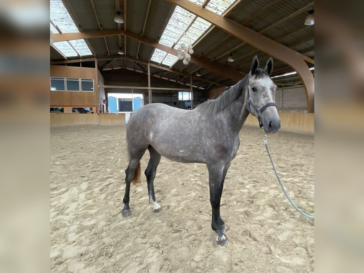 Hanoverian Mare 3 years 16,2 hh Gray-Blue-Tan in Neukalen