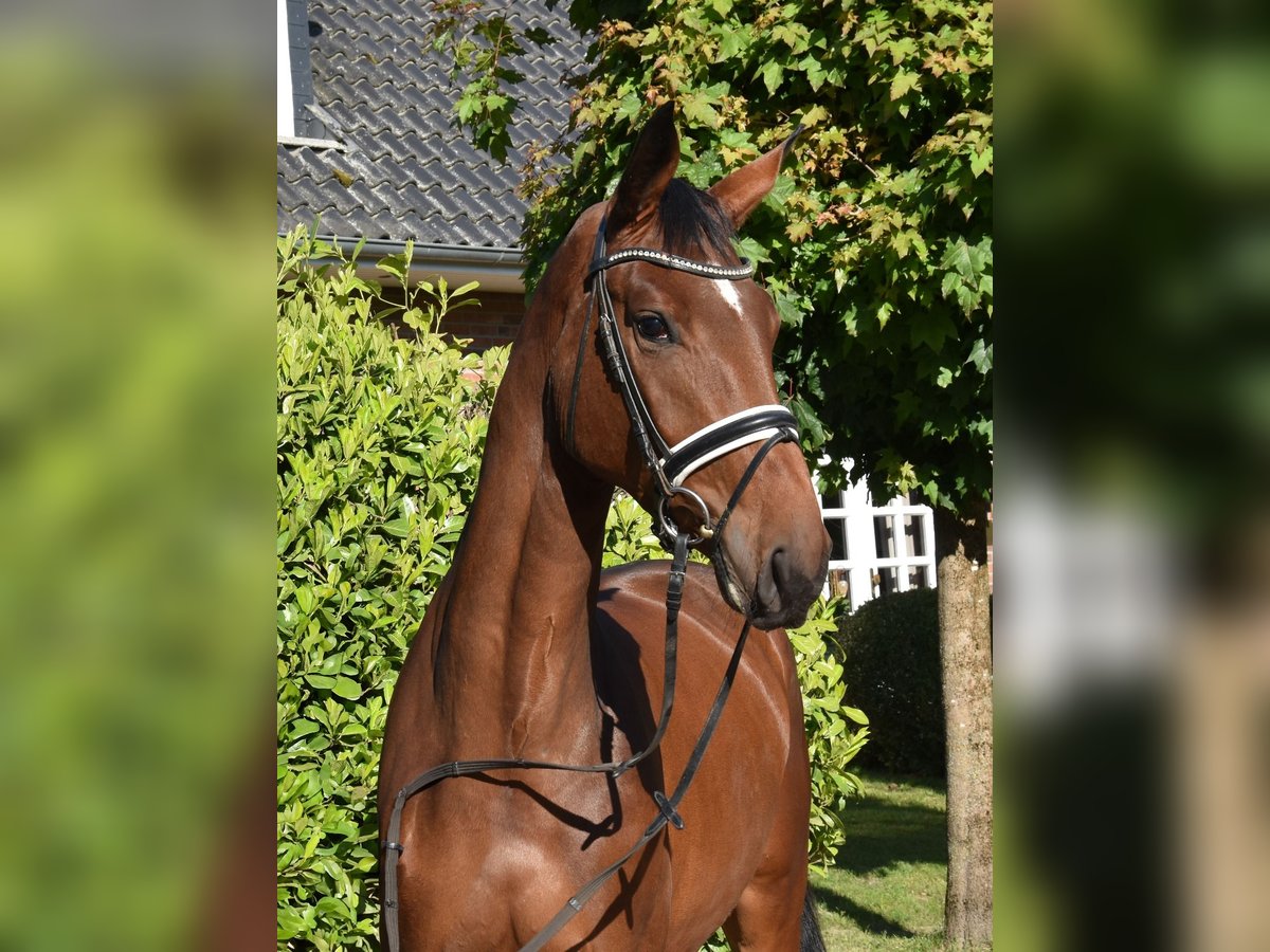 Hanoverian Mare 3 years 16,3 hh Bay-Dark in Suhlendorf