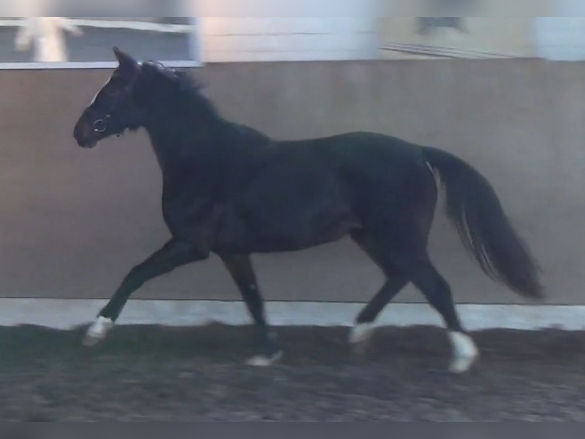 Hanoverian Mare 3 years 16 hh Bay-Dark in Prietzen