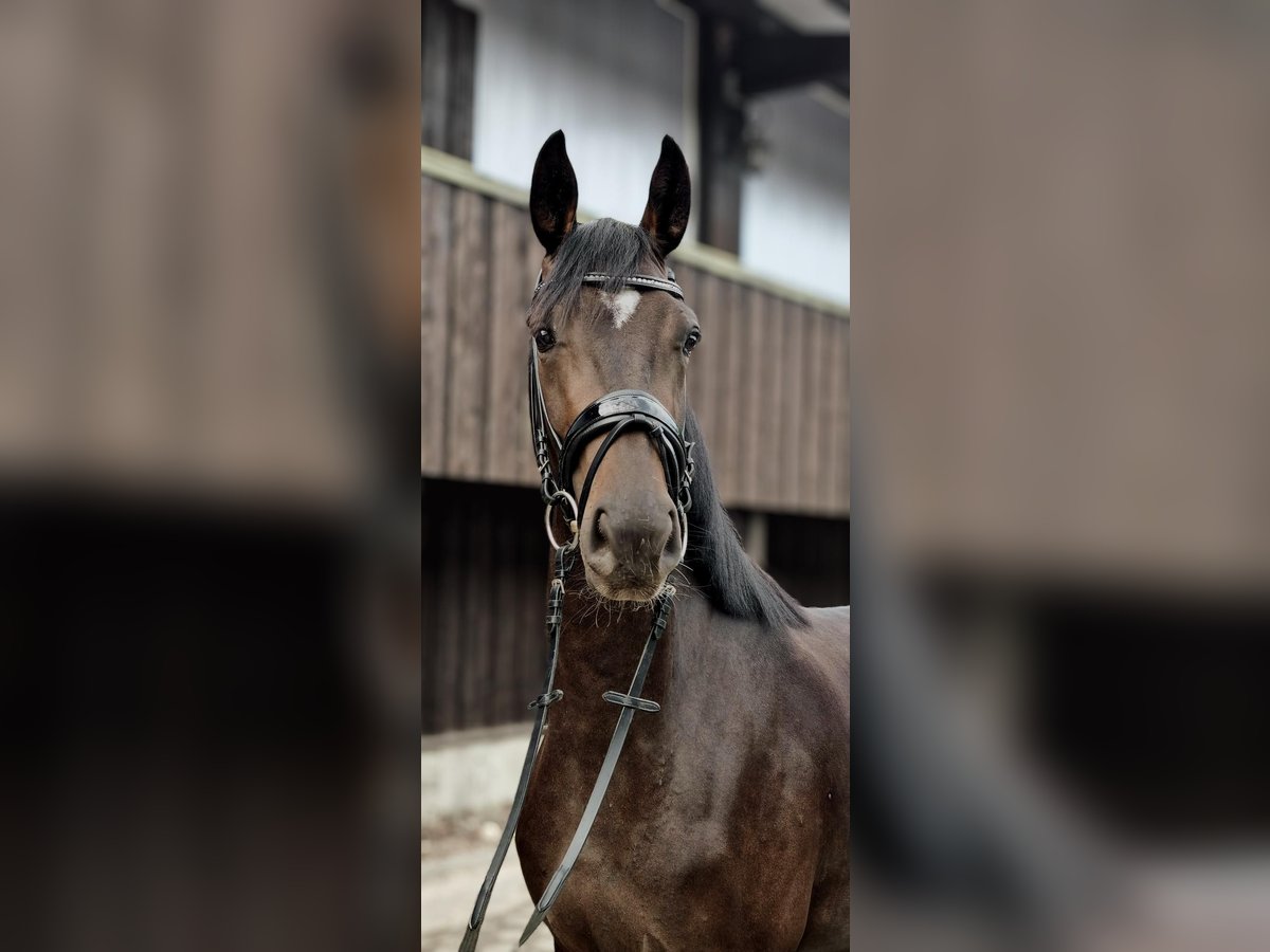 Hanoverian Mare 3 years 16 hh Bay-Dark in Hanstedt