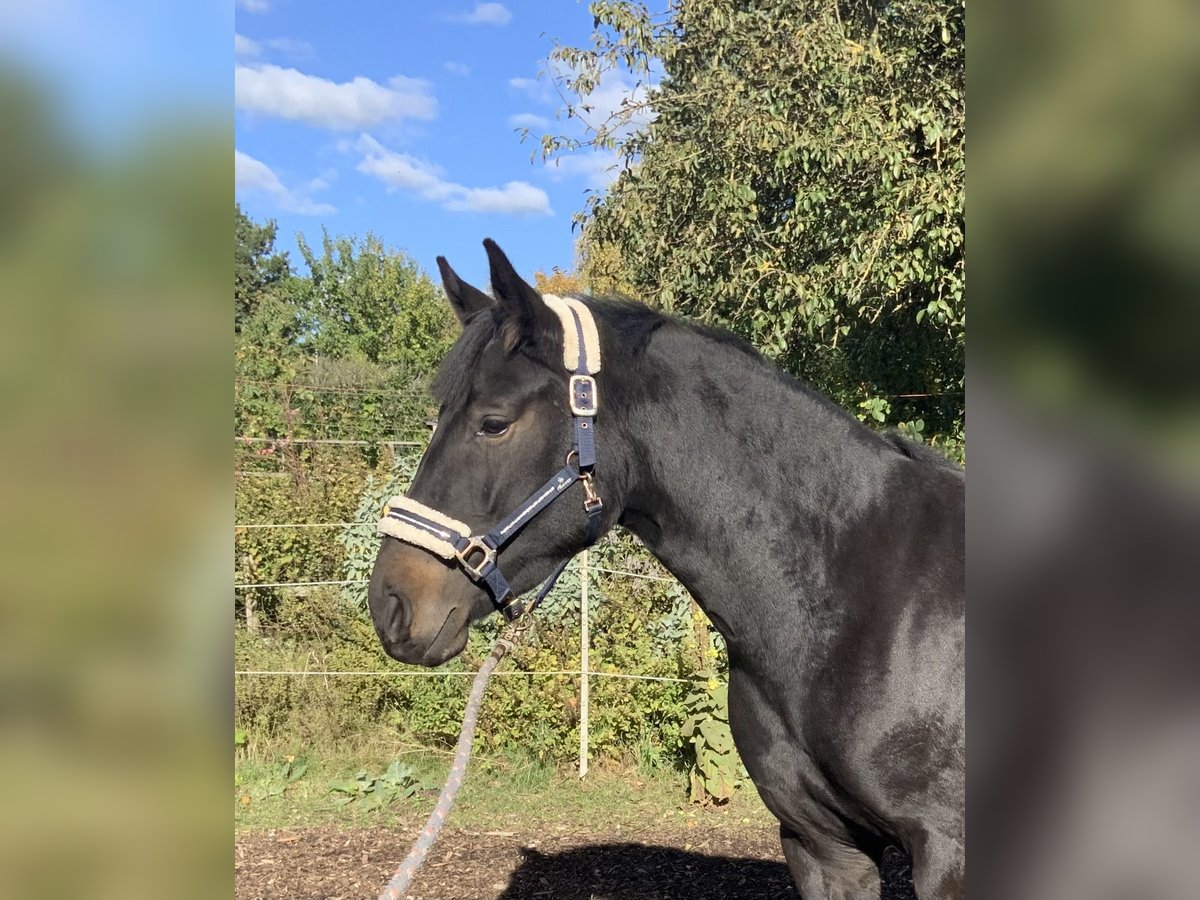 Hanoverian Mare 3 years 16 hh Bay-Dark in Gevensleben