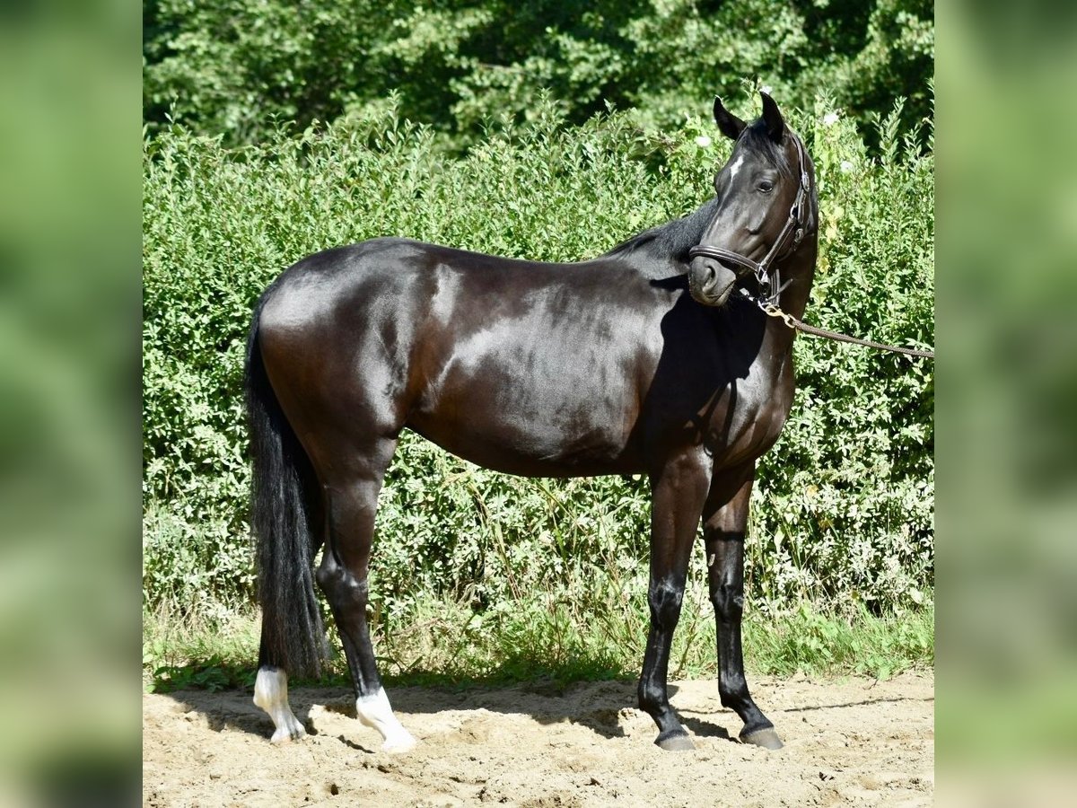 Hanoverian Mare 3 years 16 hh Black in D&#xFC;sseldorf