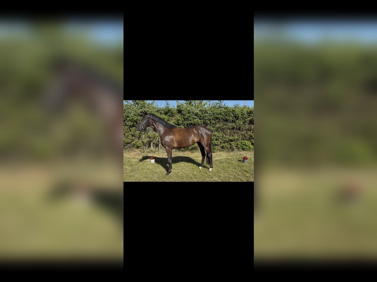 Hanoverian Mare 3 years 16 hh Black in Marxen