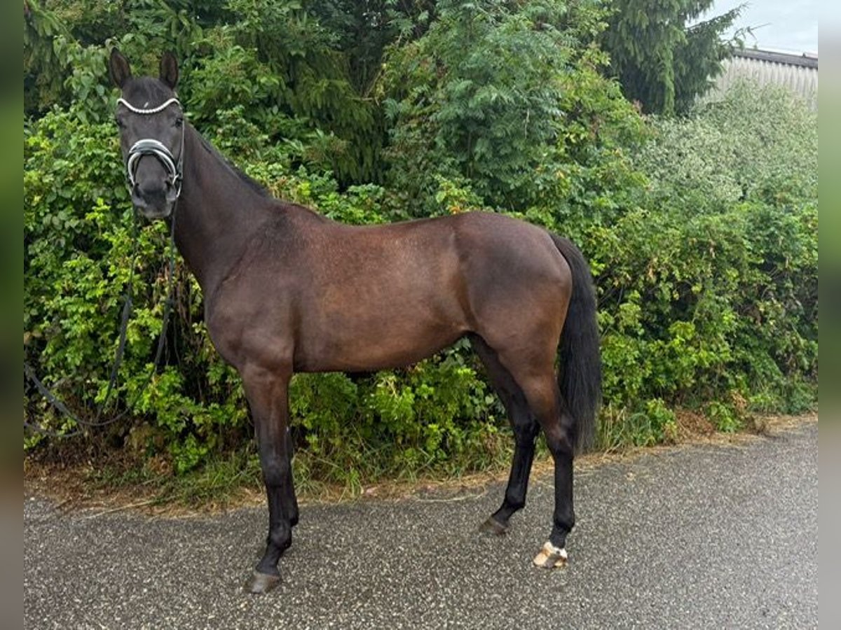 Hanoverian Mare 3 years 16 hh Black in Drackenstein
