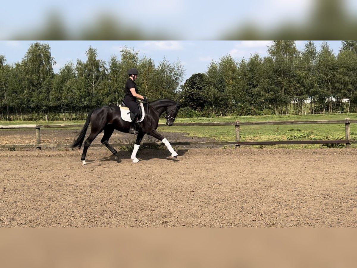 Hanoverian Mare 3 years 16 hh Black in HamburgHamburg