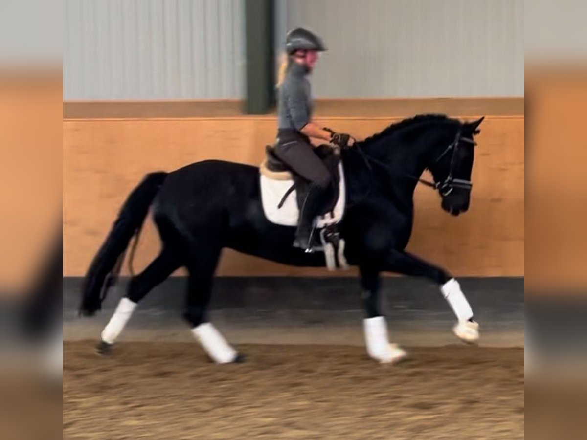 Hanoverian Mare 3 years 16 hh Black in Deinstedt