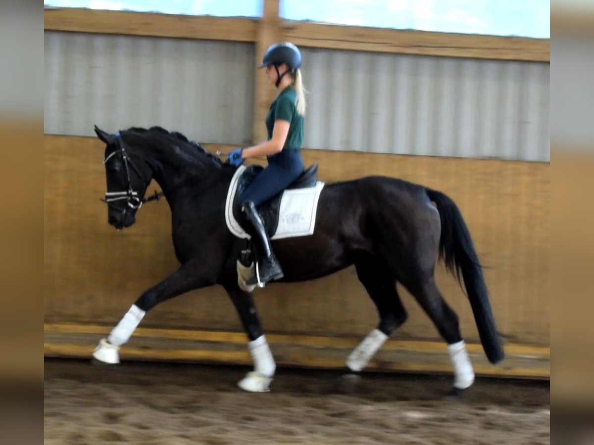 Hanoverian Mare 3 years 16 hh Black in Fredenbeck