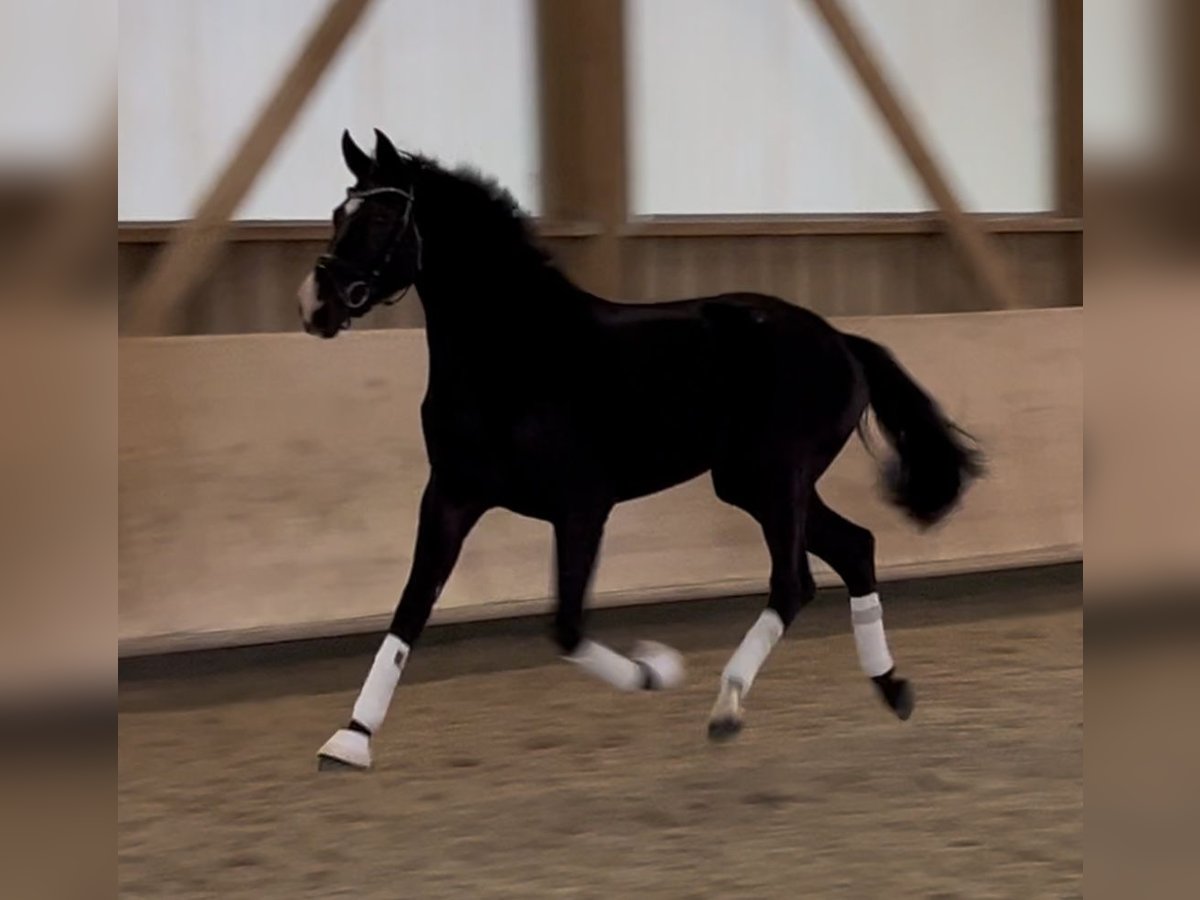 Hanoverian Mare 3 years 16 hh Black in Pfaffenhofen Weiler