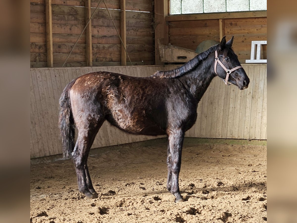 Hanoverian Mare 3 years 16 hh Black in Herzlake