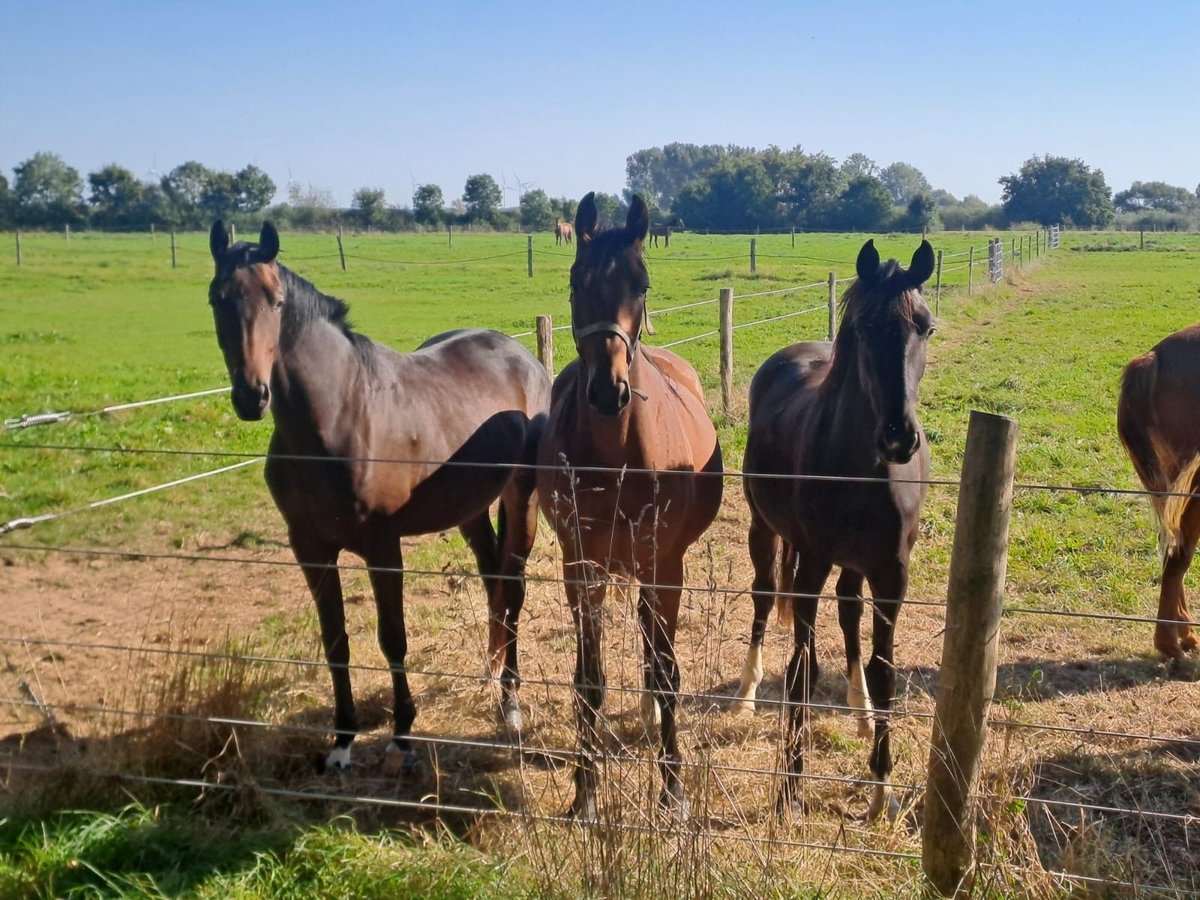 Hanoverian Mare 3 years 16 hh Brown in Rethem