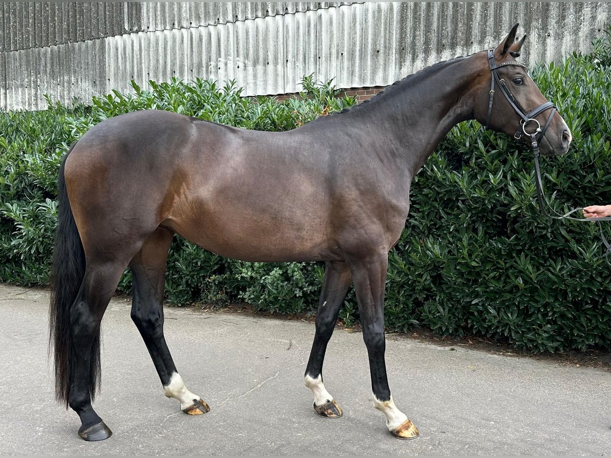 Hanoverian Mare 3 years 16 hh Brown in Weyhe