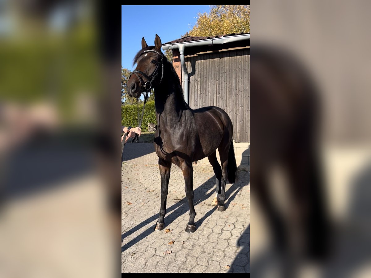 Hanoverian Mare 3 years 16 hh Brown in Marxen