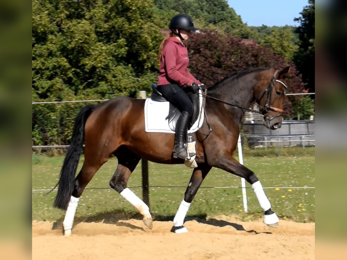 Hanoverian Mare 3 years 16 hh Brown in Fredenbeck