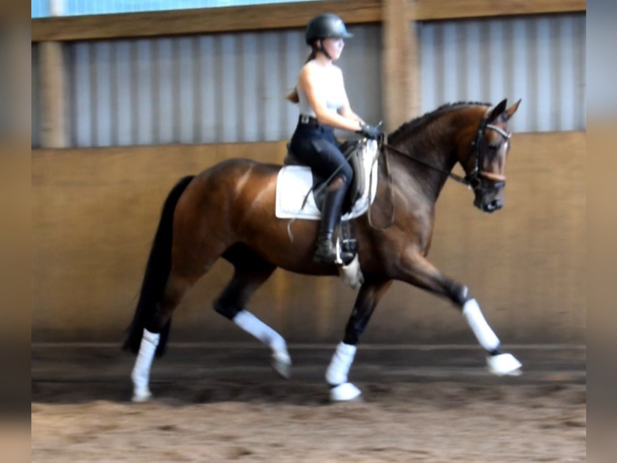 Hanoverian Mare 3 years 16 hh Brown in Fredenbeck