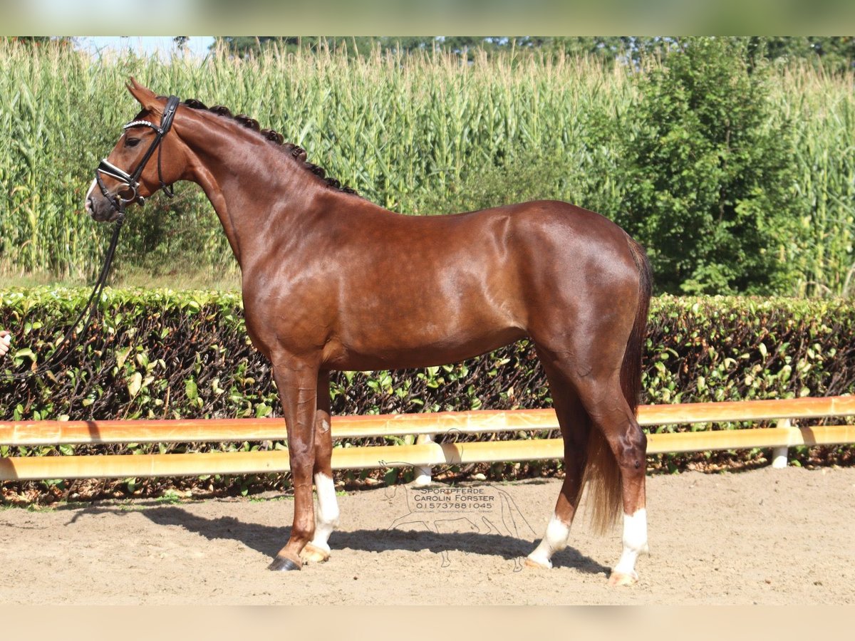 Hanoverian Mare 3 years 16 hh Chestnut in Ree&#xDF;um