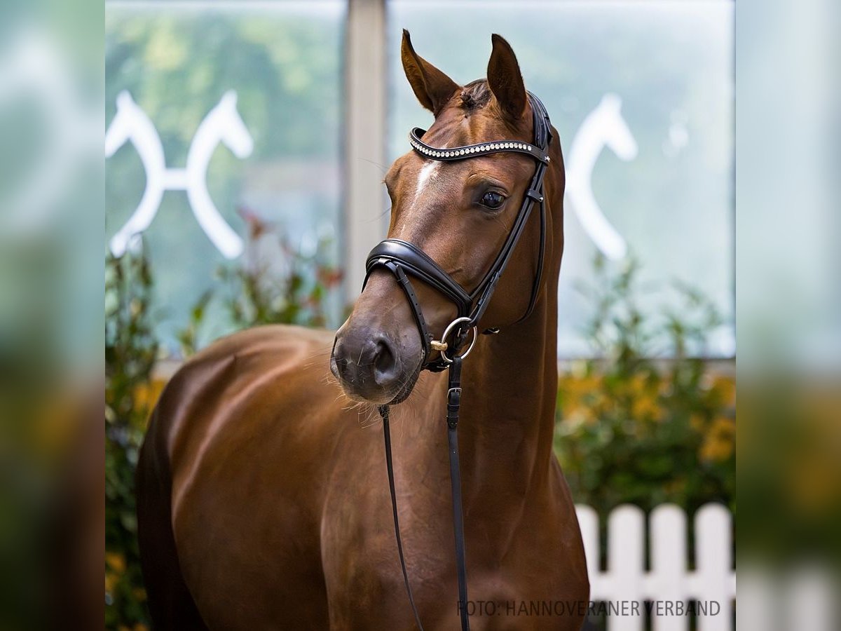 Hanoverian Mare 3 years 16 hh Chestnut in Verden