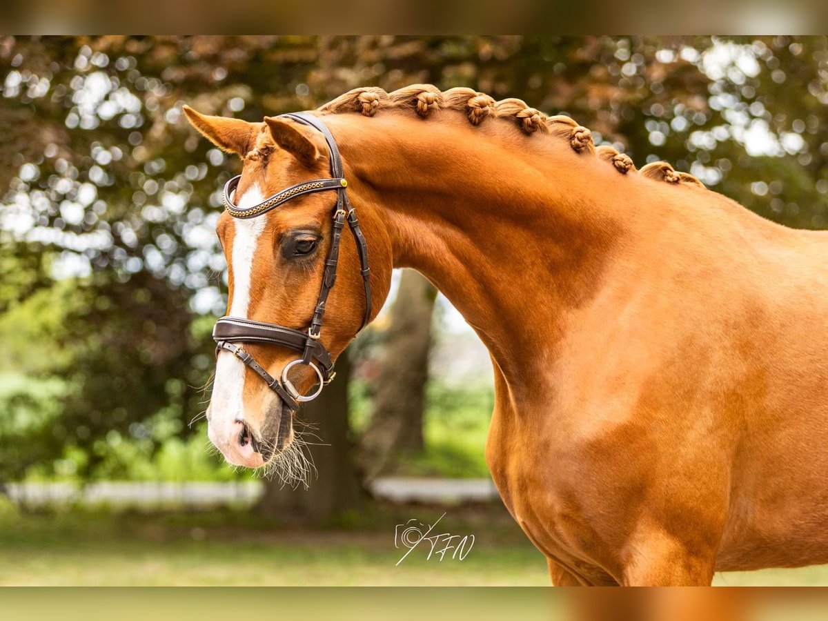 Hanoverian Mare 3 years 16 hh Chestnut-Red in Stuhr