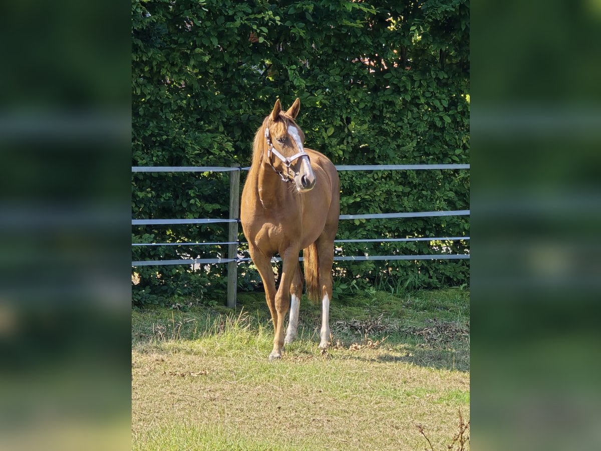 Hanoverian Mare 3 years 16 hh Chestnut-Red in Moormerland