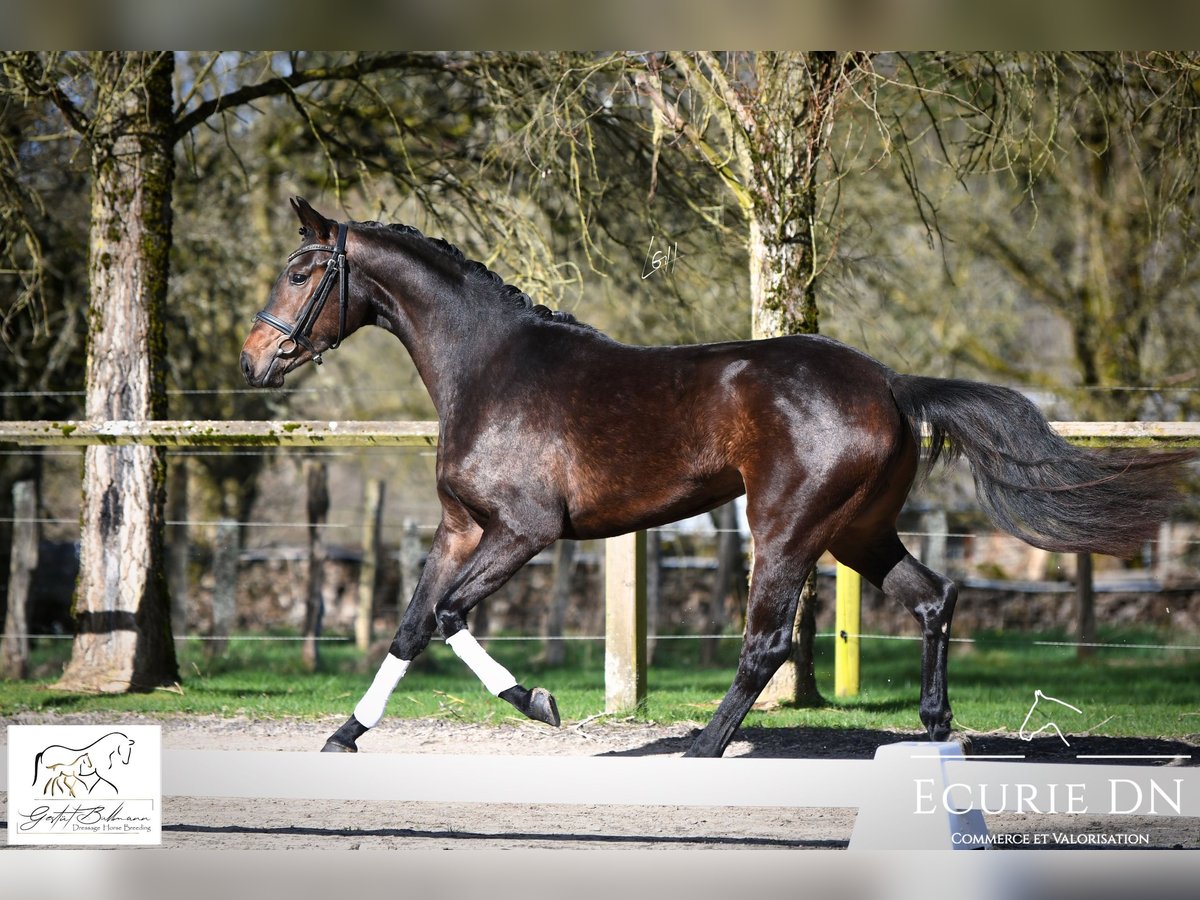 Hanoverian Mare 3 years 16 hh Smoky-Black in Lavacherie