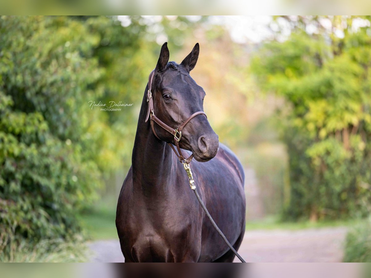 Hanoverian Mare 3 years 16 hh Smoky-Black in Essenheim