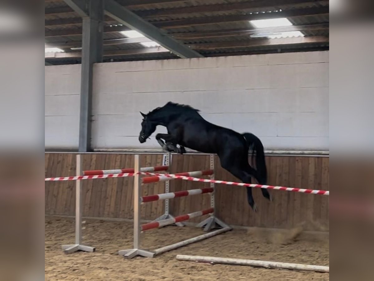 Hanoverian Mare 3 years 16 hh Smoky-Black in Wagenfeld