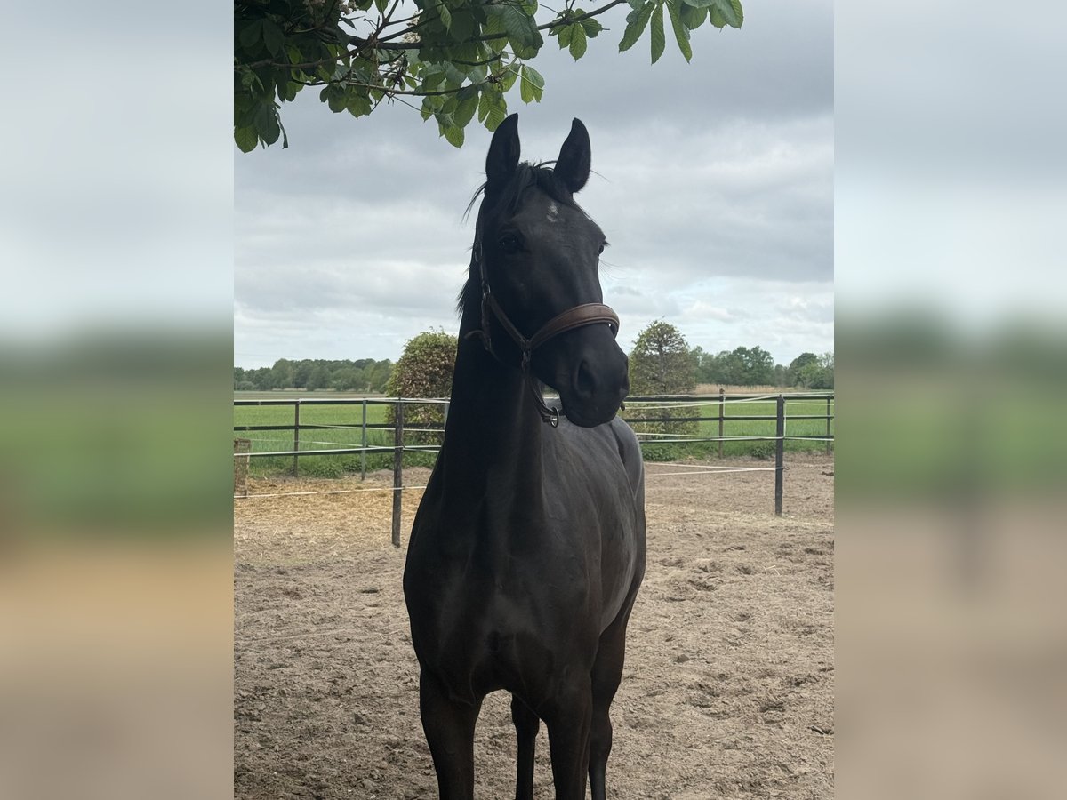 Hanoverian Mare 3 years 16,1 hh Black in Bawinkel