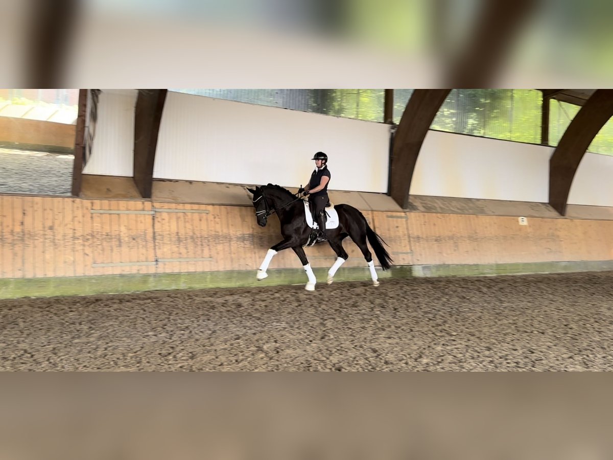 Hanoverian Mare 3 years 16,1 hh Black in Ree&#xDF;um