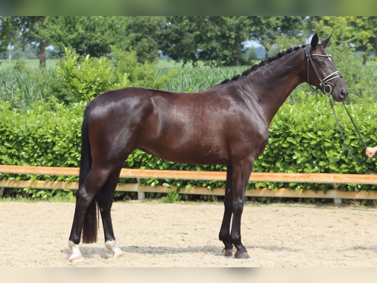 Hanoverian Mare 3 years 16,1 hh Black in Ree&#xDF;um