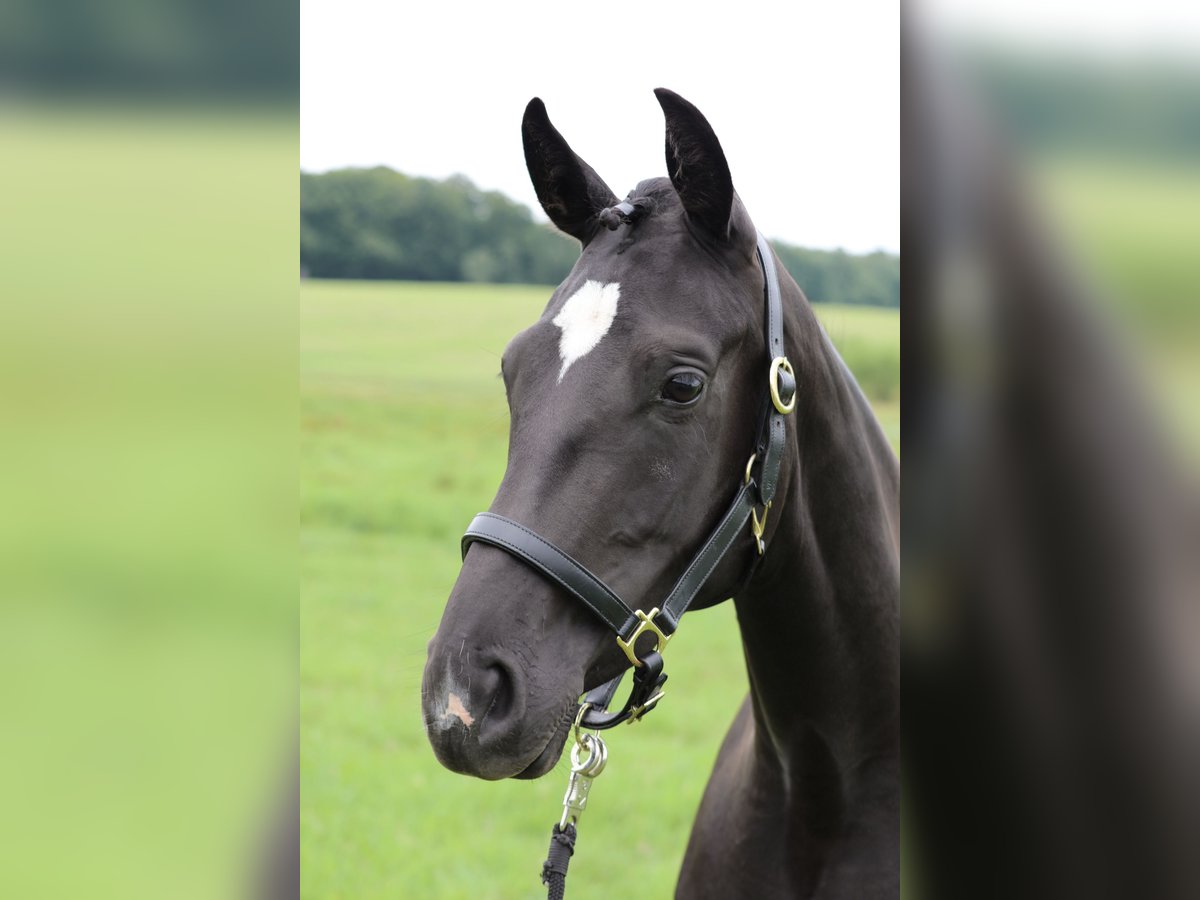 Hanoverian Mare 3 years 16,1 hh Black in Crivitz