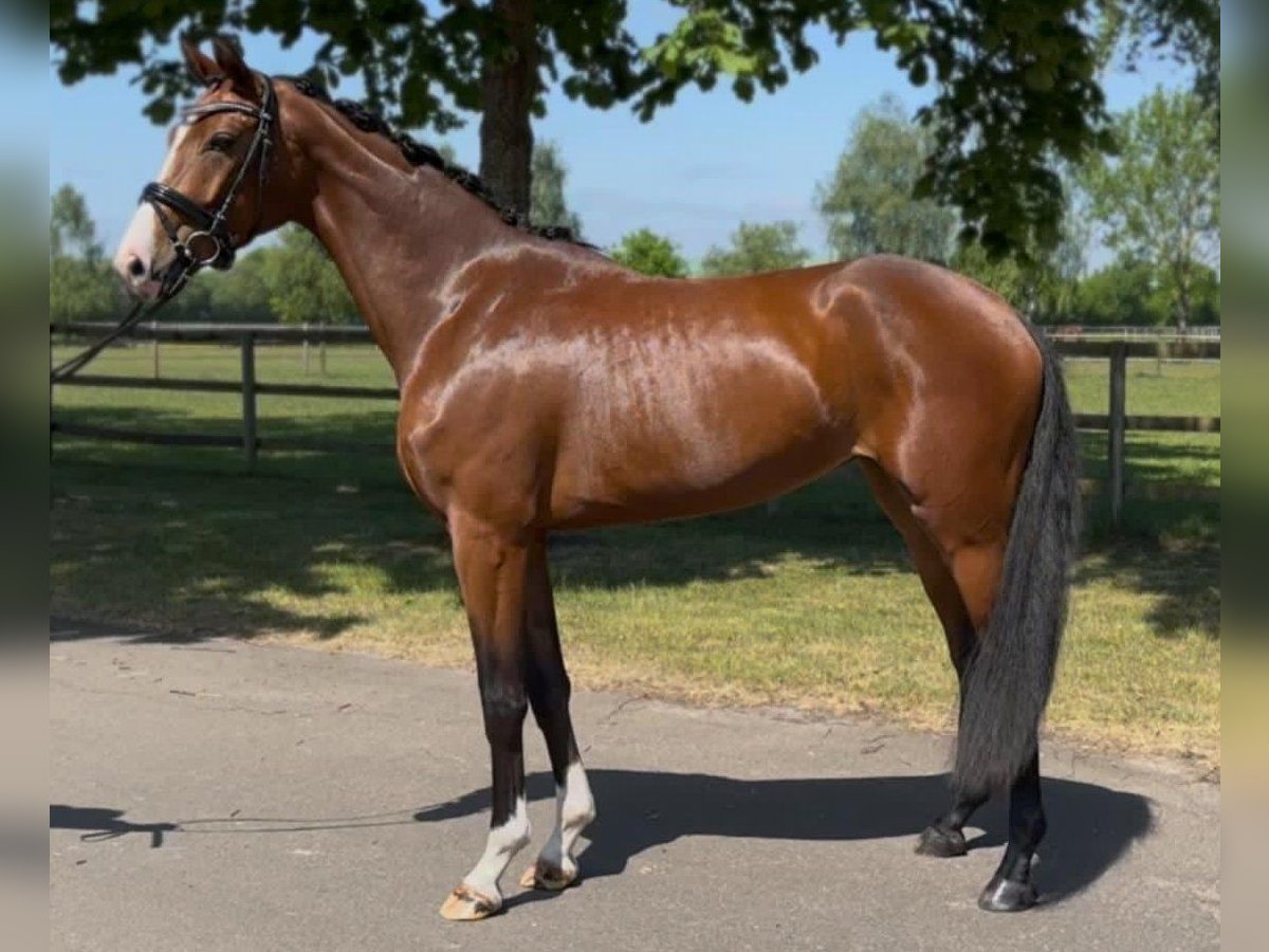 Hanoverian Mare 3 years 16,1 hh Brown in Weyhe