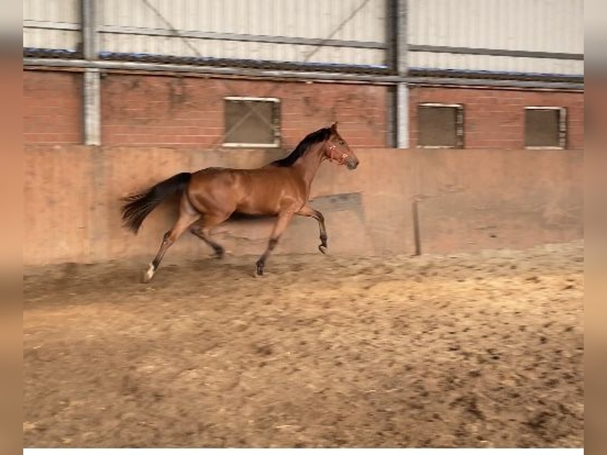 Hanoverian Mare 3 years 16,1 hh Brown in Visbek