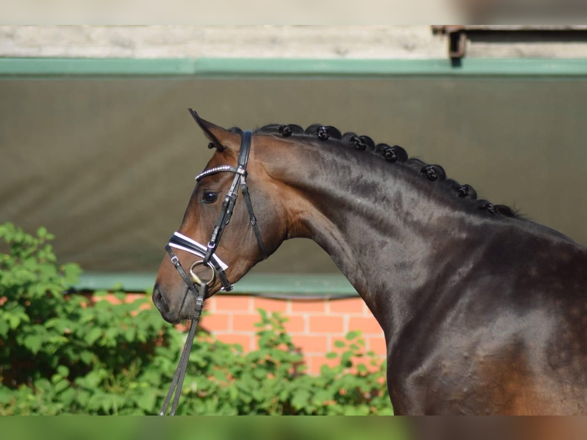 Hanoverian Mare 3 years 16,1 hh Brown in Nienhagen
