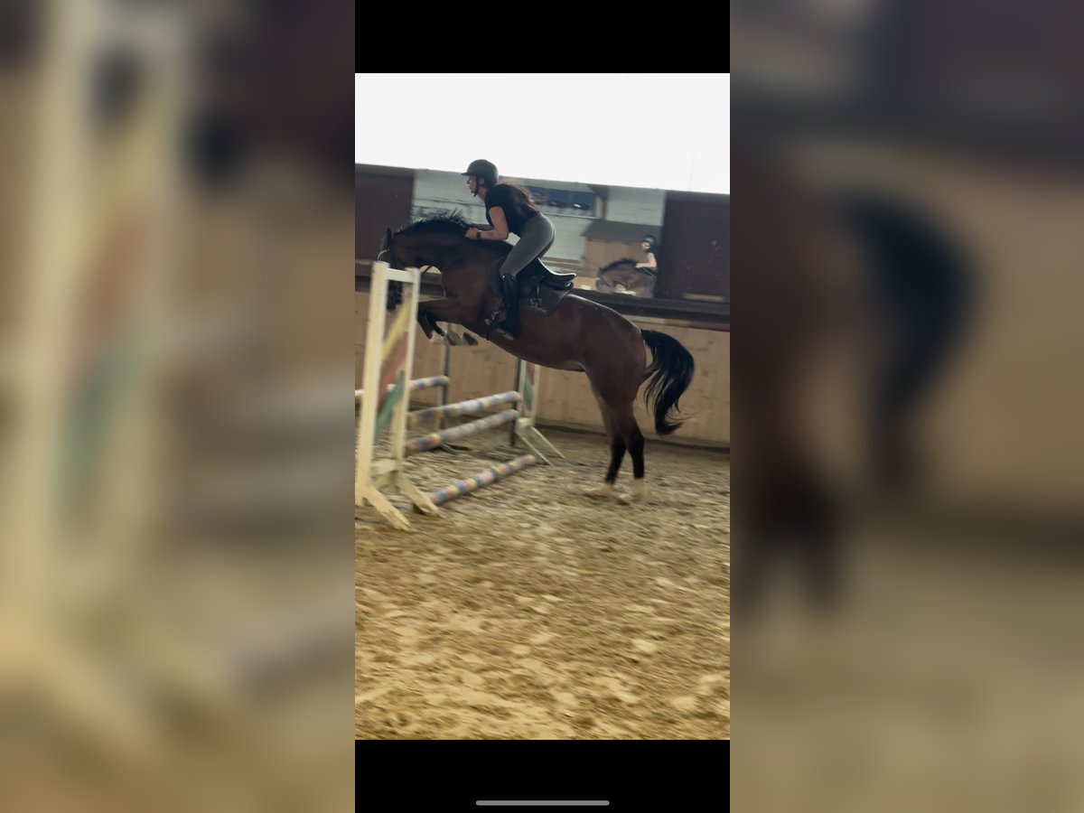 Hanoverian Mare 3 years 16,1 hh Brown in Hannoversch M&#xFC;nden