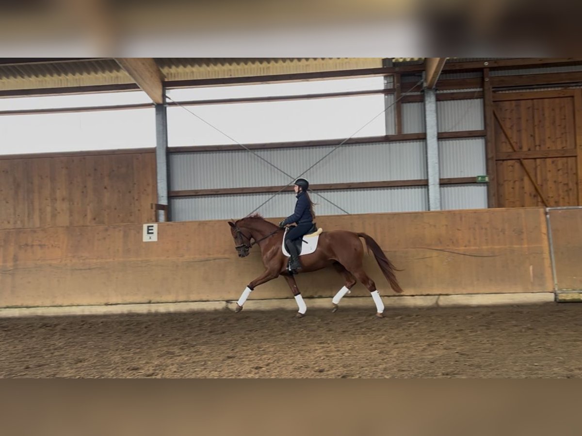 Hanoverian Mare 3 years 16,1 hh Chestnut-Red in Hamburg Osdorf