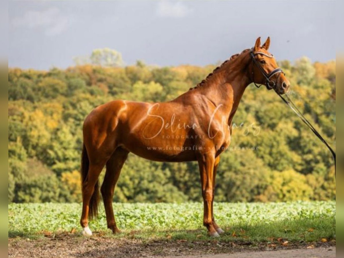 Hanoverian Mare 3 years 16,1 hh Chestnut-Red in Rosdorf