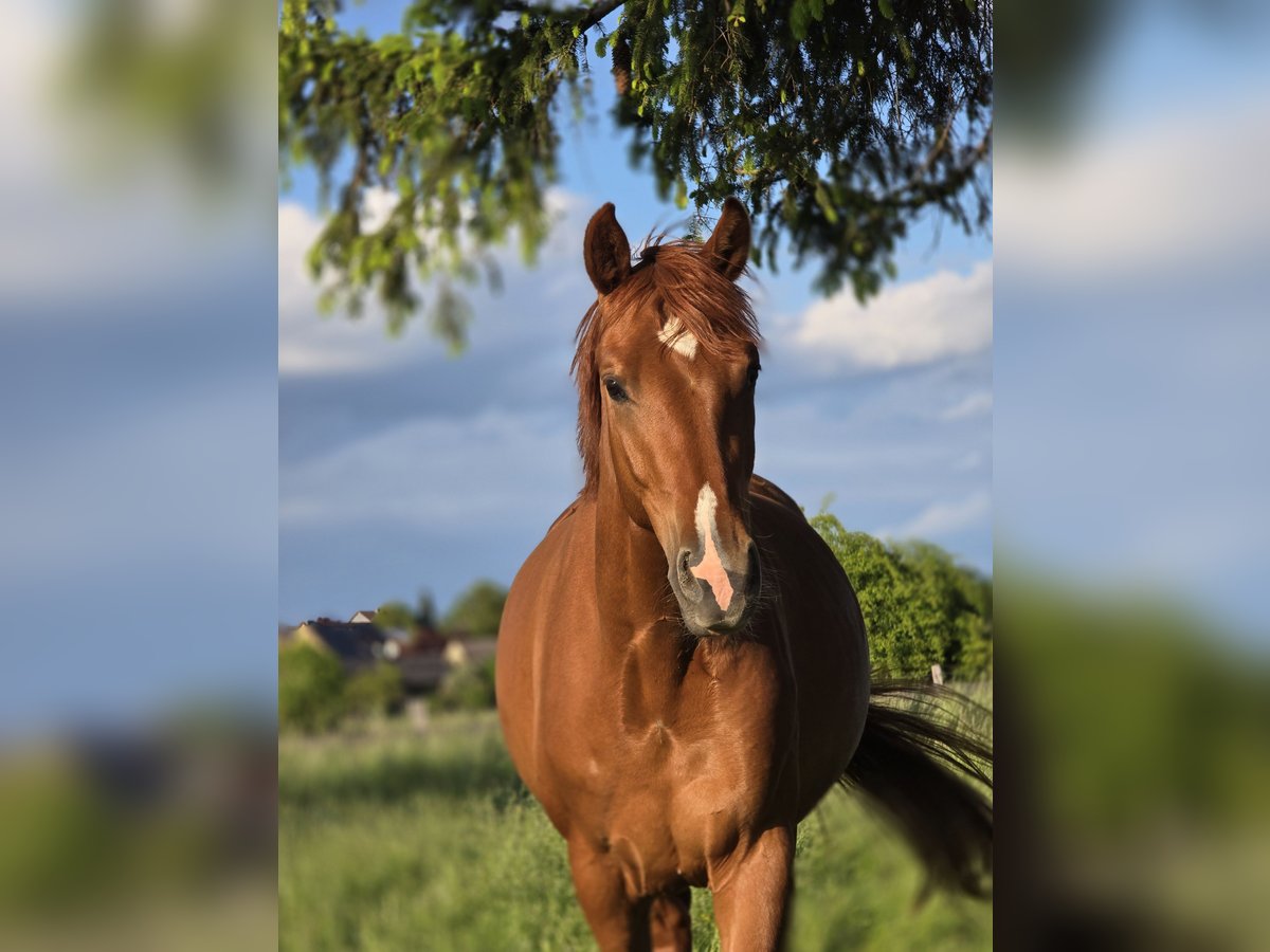 Hanoverian Mare 3 years 16,1 hh Chestnut-Red in Sch&#xF6;ppenstedt
