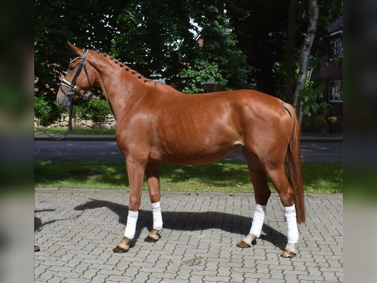 Hanoverian Mare 3 years 16,1 hh Chestnut-Red in Fredenbeck