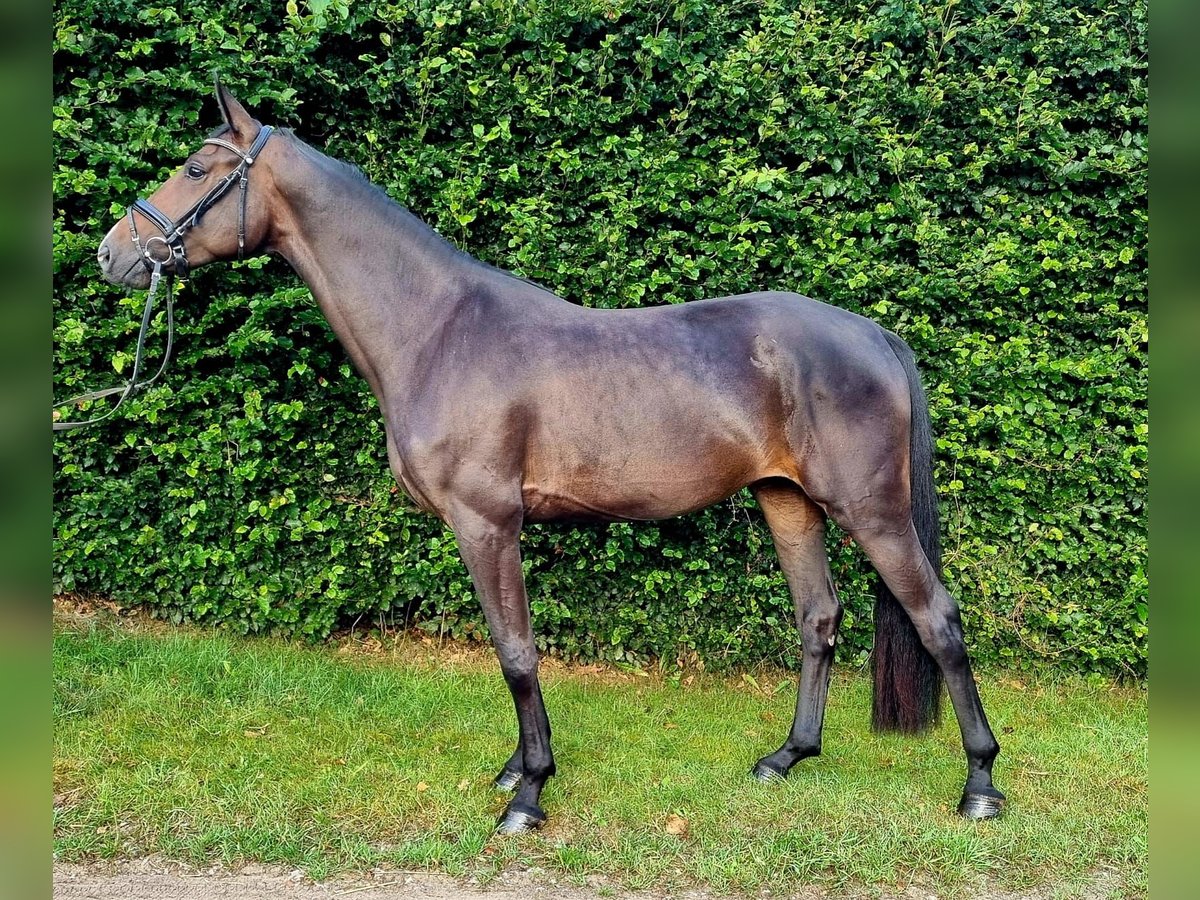 Hanoverian Mare 3 years 16,2 hh Bay-Dark in Hanstedt