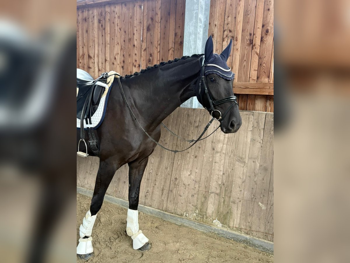 Hanoverian Mare 3 years 16,2 hh Black in Neustadt am R&#xFC;benberge