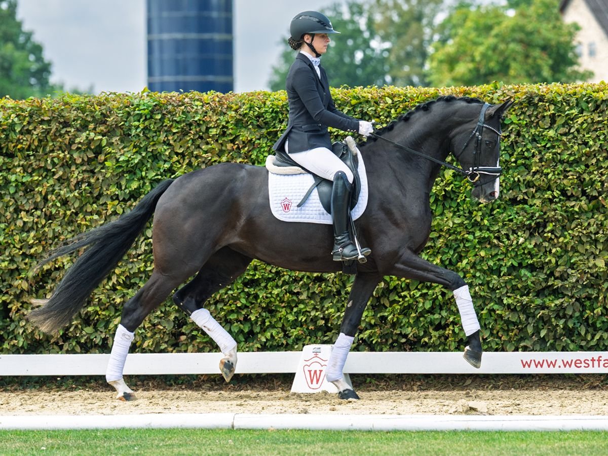 Hanoverian Mare 3 years 16,2 hh Black in M&#xFC;nster-Handorf