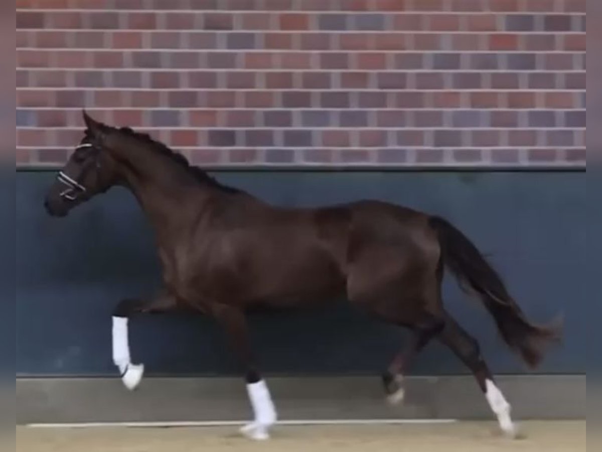 Hanoverian Mare 3 years 16,2 hh Chestnut in Heiligenberg