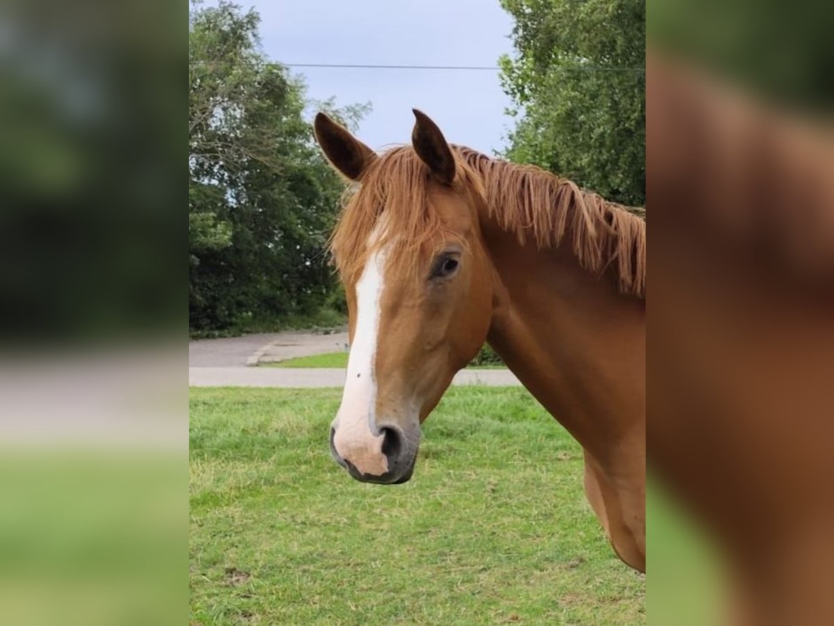 Hanoverian Mare 3 years 16,2 hh Chestnut-Red in Osteel