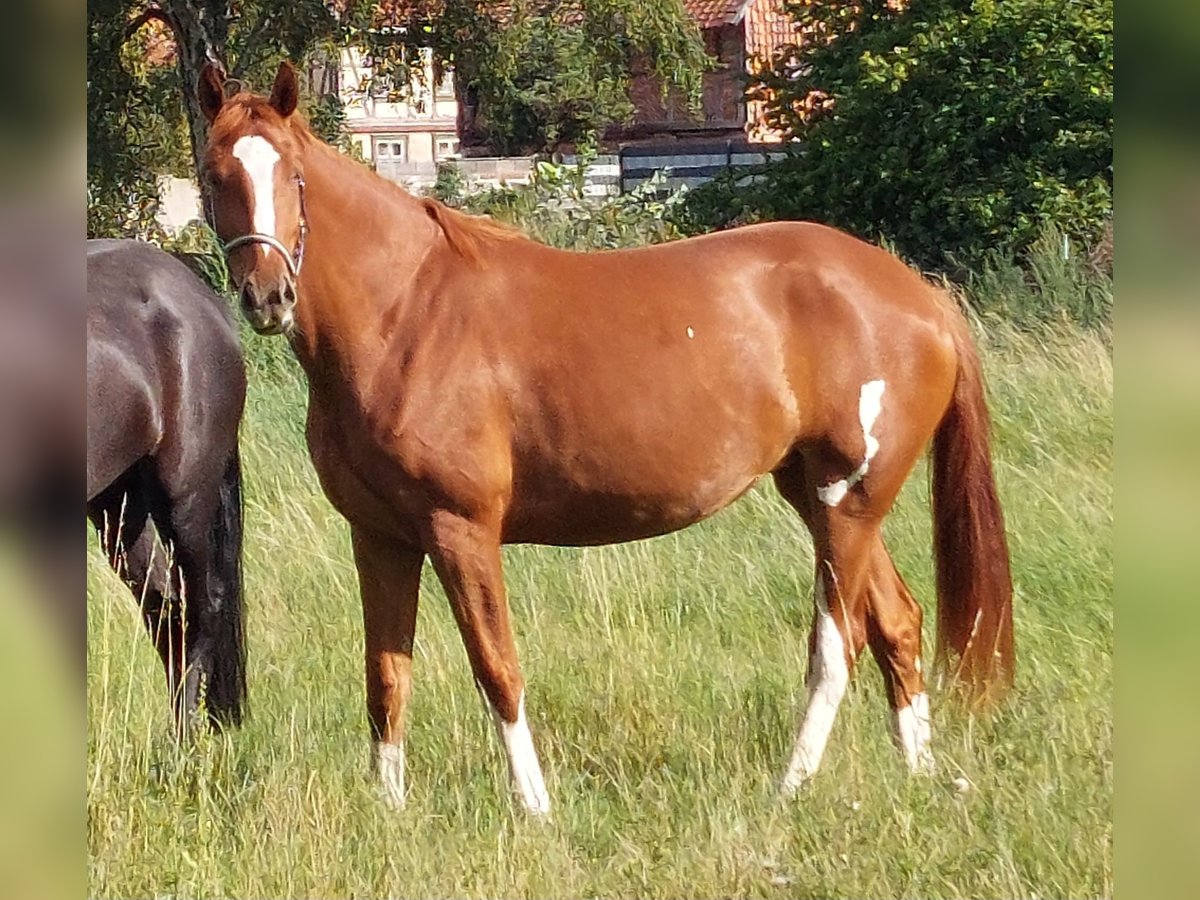 Hanoverian Mare 3 years 16,2 hh Chestnut-Red in Salzgitter